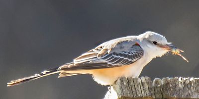 Scissor-tailed flycatcher with grasshopper.jpg