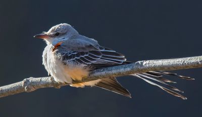 Scisspr-tailed flycatcher poses on branch, tail spread.jpg