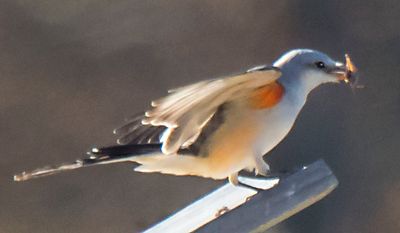 Scisssor-tailed flycatcher just landed on box w bug.jpg