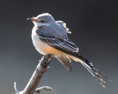 Scisssor-tailed flycatcher poses left, tail spread.jpg