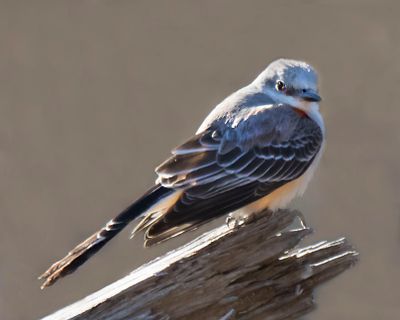 sScissor-tailed flycatcher stairs on dead log.jpg