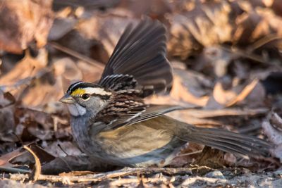 White-throated Sparrow raises wings.jpg