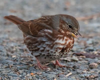 Fox Sparrow eating seed.jpg