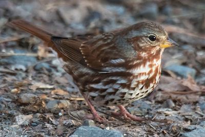 Fox Sparrow poses.jpg