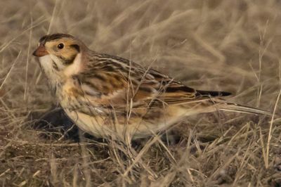 Lapland Longspur in grass.jpg