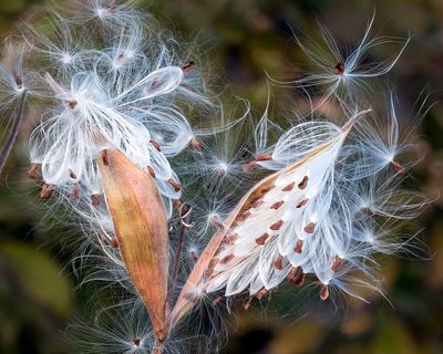 Milkweed seeds.jpg