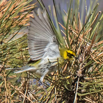 Townsend about to land in pine.jpg