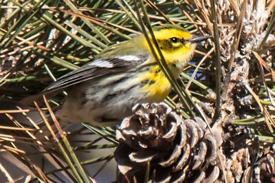 Townsends warbler on pine cone.jpg