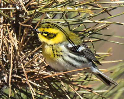 Townsends warbler poses in pine2.jpg