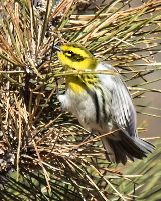 Townsends warbler starting to take off in pine.jpg