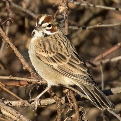 Lark Sparrow poses on bush.jpg