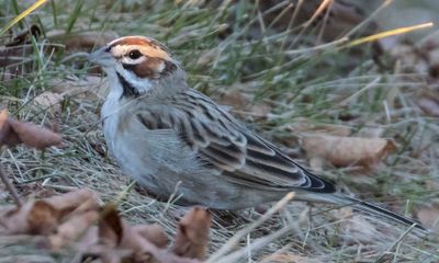 Lark Sparrow in grass.jpg