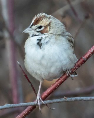 Lark Sparrow poses on branch.jpg