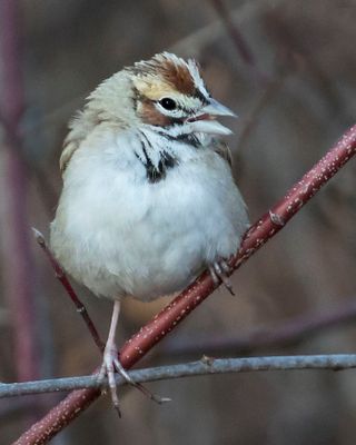 Lark Sparrow calling on branch.jpg