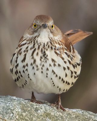 Brown Thrasher fluffed up and staring.jpg