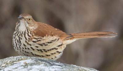 Brown Thrasher on rock.jpg