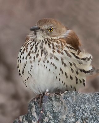 Brown Thrasher puffed up on rock.jpg