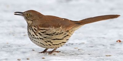 Brown Thrasher with seed in snow.jpg