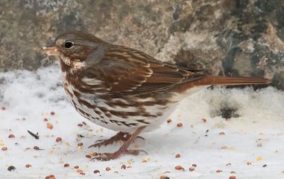 Fox Sparrow eats seeds in snow.jpg