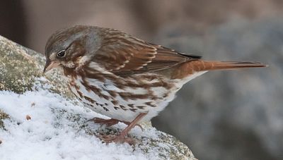 Fox Sparrow looks down on rock.jpg