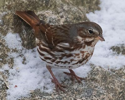 Fox Sparrow on rock.jpg