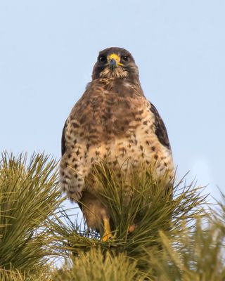 Swainson's Hawk looks straight ahead.jpg