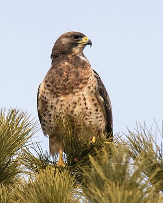 Swainson's Hawk on pine.jpg