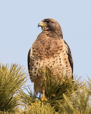 Swainson's Hawk turns left.jpg
