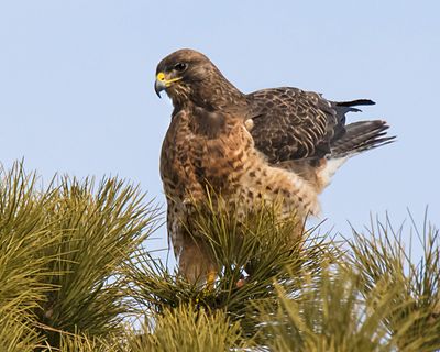 Swainson's Hawk gets ready to fly.jpg