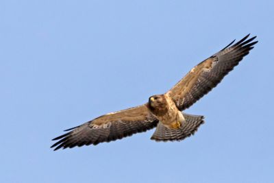 Swainson's Hawk soaring.jpg