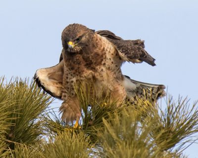 Swainson's Hawk shakes on pine.jpg