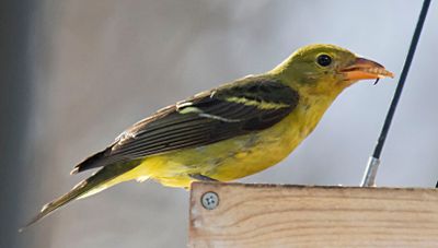 Western Tanaager with mealworm.jpg