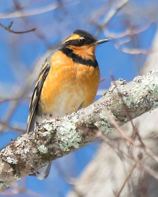 Varied Thrush in tree.jpg