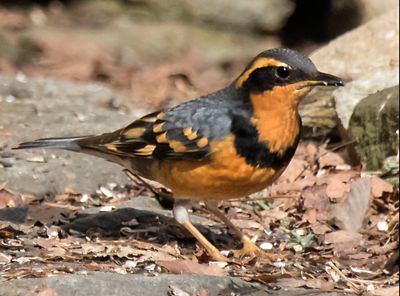 Varied Thrush eating on ground.jpg