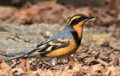 Varied Thrush poses in leaves.jpg