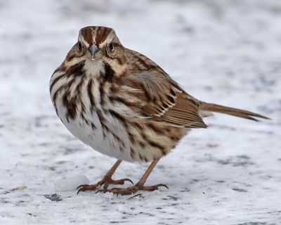 Song Sparrow on ice looks at me.jpg