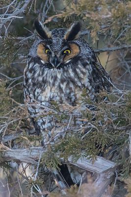 Long-eared Owl with eyes open.jpg
