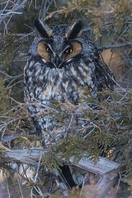 Long-eared Owl with eyes open2.jpg