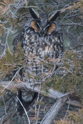 Long-eared Owl with eyes open3.jpg