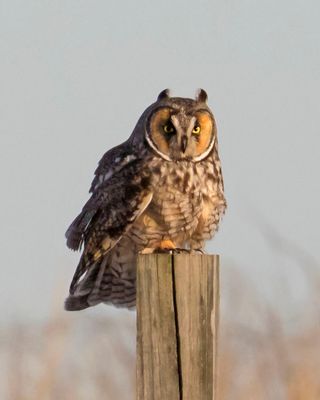 Long-eared Owl faces forward on post.jpg