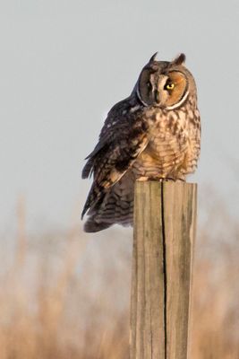 Long-eared on post looks left.jpg