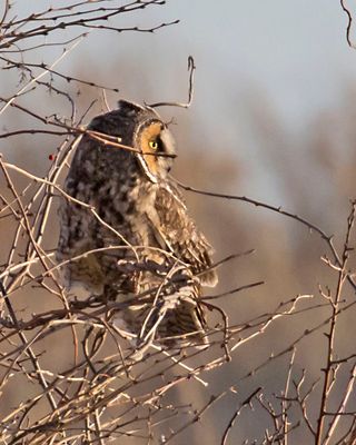 Long-eared Owl in branches looks right.jpg