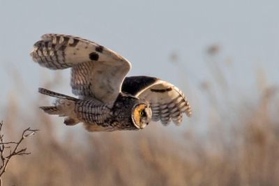 Long-eared Owl flies over marsh.jpg