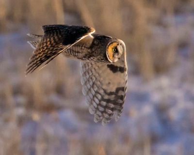 Long-eared Owl hunting over the marsh.jpg