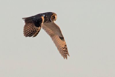 Long-eared flies in sky.jpg