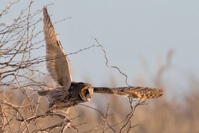 Long-eared owl lifts off from bush.jpg