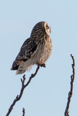 Short-eared faces right on branch.jpg