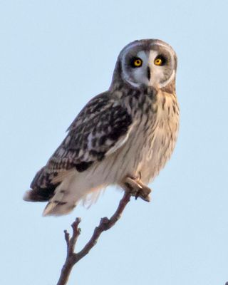 Short-eared Owl looks straight on branch.jpg