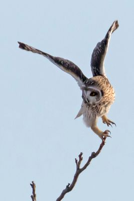 Short-eared Owl lifting off branch.jpg