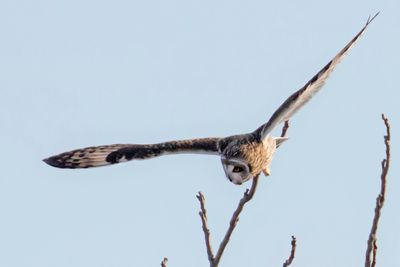 Short-eared flies off branch.jpg